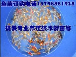 紅河文山武定縣祿豐縣淡水魚苗廠家廠家