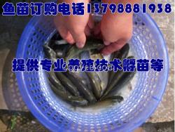 潞西市怒江彌渡縣永平縣淡水魚苗廠家廠