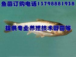 南平南靖魚苗培育,龍巖詔安魚苗單價