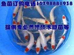 福鼎云霄魚苗培育,晉江松溪魚苗單價(jià)