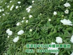 菏泽油用牡丹苗种植技术 冠华花木种植