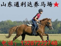 山東通利達(dá)養(yǎng)馬場(chǎng) 騎乘馬 蒙古馬 伊犁馬