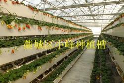 現(xiàn)代農(nóng)業(yè)立體式草莓種植槽  價(jià)格