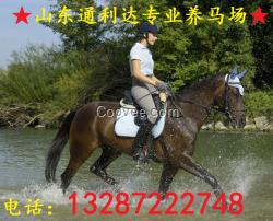 廣東養馬場出售騎乘馬蒙古馬伊犁馬