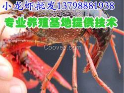 宣漢縣/龍蝦苗廠家/廠家批發小龍開江