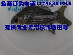 江安縣/魚苗孵化設(shè)備廠/廠家淡水魚苗價格