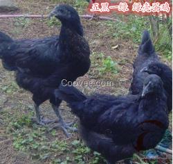 江西野雞苗