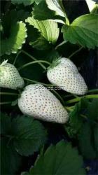 白草莓苗栽培_新疆白草莓苗_泰安龍澤苗木