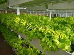 基質無土栽培種植槽銷售