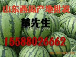 【山東西瓜產地瓜好，味甜，皮薄】保熟保質