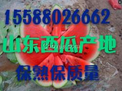 山東西瓜皮薄味甜／／產地保熟保質量