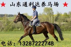 商品馬 騎乘馬 伊犁馬 血馬出售