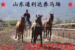 伊犁馬 馬駒價格 種馬常年供應(yīng)/////