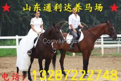 伊犁馬騎乘馬馬舍 農作物秸稈養伊犁馬