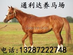 供應(yīng) 迷你矮馬 迷你矮馬價格 馬駒