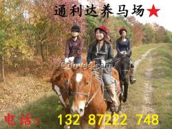伊犁馬馬駒日常管理的技術工作