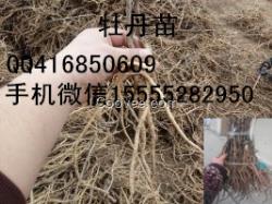 油用牡丹种苗/凤丹苗子/凤丹种苗