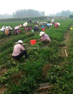 鬼奴甘草莓苗批發(fā),梅州鬼奴甘草莓苗,龍澤