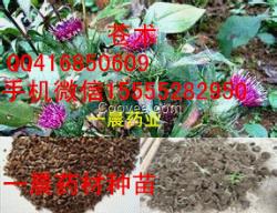 蒼術(shù)芽子/蒼術(shù)苗子/蒼術(shù)種苗/蒼術(shù)秧苗