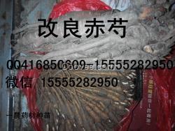 赤芍種苗產地直銷