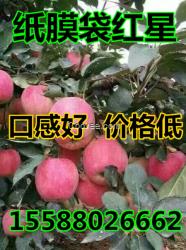 中秋禮品果 紅星 紅將軍蘋果大量上市