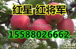 低價供應山東紅星紅將軍蘋果【質量】
