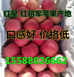 蘋果降價了【紅將軍紅星產地】
