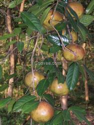 供应油茶苗 1号大果红花油茶苗