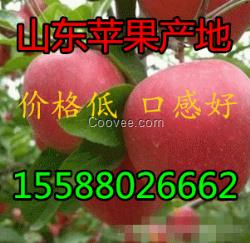 國慶前夕；紙袋膜袋 紅將軍紅富士產(chǎn)地跌價