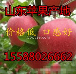 山東紙袋膜袋蘋果產(chǎn)地跌價供應(yīng)