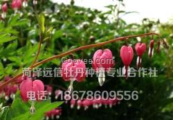 菏澤觀賞牡丹價格 菏澤觀賞牡丹供貨商