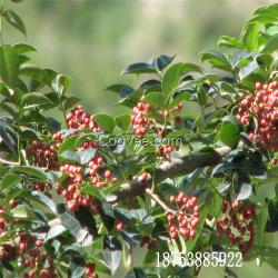 花椒苗 泰山牌花椒苗 大紅袍花椒苗價格