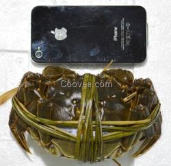 大閘蟹團購的使用特性,江蘇陽澄湖大閘