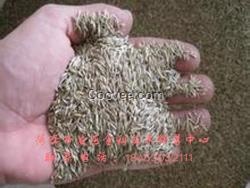 墨西哥玉米草批發  金科花木菊苣種子