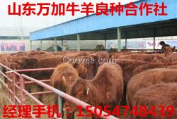 养肉牛养肉驴养肉羊