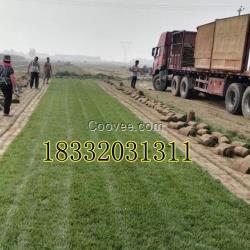 北京高爾夫球場草皮