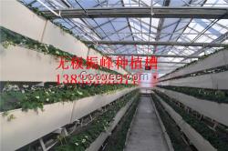 北京蔬菜種植槽