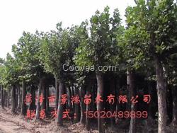 花灌木批發(fā)  供應(yīng)10公分白蠟價(jià)格
