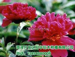 山東芍藥苗出售批發(fā) 芍藥苗出售供應(yīng)