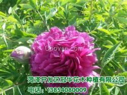 山東芍藥苗供應(yīng)商 菏澤芍藥苗批發(fā)商