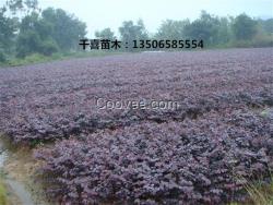 浙江紅花檵木小苗 低價(jià)供應(yīng)金華黑珍珠紅花檵木小苗大杯苗