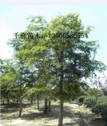 櫸樹價(jià)格 浙江櫸樹 紅櫸金華培育基地