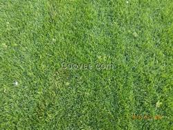 草坪 草坪種子價(jià)格