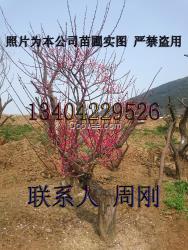 蘇州梅花樹種植基地、光福香雪海梅花、別墅綠化苗木、梅花樹苗圃