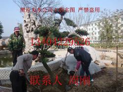 蘇州別墅景觀設計、蘇州庭院設計公司、花園綠化設計、庭院景觀