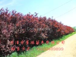 紫葉李樹苗價格 菏澤紫葉李樹苗供應