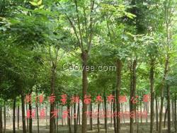 新白臘樹價格 白臘樹批發(fā)報價