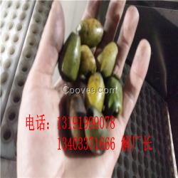 青果橄欖核肉分離機