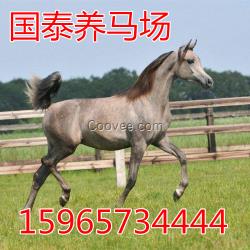 出售騎乘馬 阿拉伯馬 蒙古馬  伊犁馬 設(shè)特蘭矮馬景區(qū)專用馬