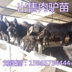 大量出售德州驢 關(guān)中驢 三粉驢 烏頭驢 驢苗 各種肉驢